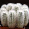 Echinocereus_nivosus_1